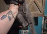 Last one out of litter - Himalayan Kitten For Sale - 