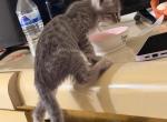 Mercury - American Shorthair Kitten For Adoption - 