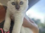 Bailey - Ragdoll Kitten For Sale - New Smyrna&comma; FL&comma; US