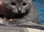 Last of litter - Persian Kitten For Sale - 