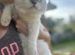 Baxter - Ragdoll Kitten For Sale - New Smyrna&comma; FL&comma; US
