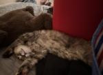 Zeus - American Longhair Kitten For Sale - 