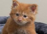 Polydactyl red - Maine Coon Kitten For Sale - Huntley&comma; IL&comma; US