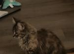Mocha - Domestic Kitten For Sale - 