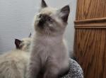 Green collard - Ragdoll Kitten For Sale - Vancouver&comma; WA&comma; US