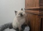 Red collard - Ragdoll Kitten For Sale - 