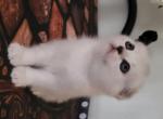 Mia - Scottish Fold Kitten For Sale - Brooklyn&comma; NY&comma; US