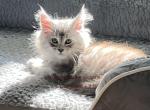 Emmy of Luna and Emmett - Maine Coon Kitten For Sale - New Albany&comma; OH&comma; US