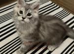 Luna and Emmetts Gwen - Maine Coon Kitten For Sale - New Albany&comma; OH&comma; US