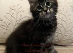 Luna and Emmetts Miles - Maine Coon Kitten For Sale - New Albany&comma; OH&comma; US