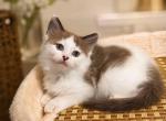 Mink & Traditonal Litter - Ragdoll Kitten For Sale - Ionia&comma; MI&comma; US