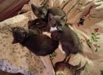 Hazels babyboy - Manx Kitten For Sale - Cushing&comma; TX&comma; US
