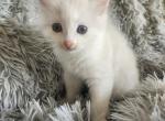 Jasmine - Ragdoll Cat For Sale - Dexter&comma; KY&comma; US