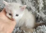 Jasmine - Ragdoll Kitten For Sale - Dexter&comma; KY&comma; US