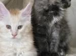 Sadie's kittens - Maine Coon Kitten For Sale - Saint Petersburg&comma; FL&comma; US