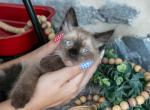 Knight - Ragdoll Kitten For Sale - 