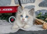 Stormy - Ragdoll Kitten For Sale - 