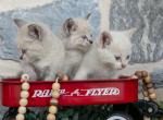Siamese Ragdoll Mix - Ragdoll Kitten For Sale - 