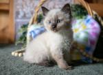 Kimberly - Ragdoll Kitten For Sale - Ronks&comma; PA&comma; US