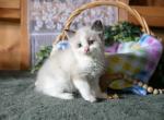 Kora - Ragdoll Kitten For Sale - Ronks&comma; PA&comma; US