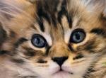 Burt 26 toe polydactyl - Maine Coon Cat For Sale - Mundelein&comma; IL&comma; US