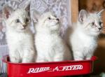 Ragdoll Siamese Mix - Ragdoll Kitten For Sale - Ronks&comma; PA&comma; US