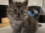 Smoke grey polydactyl male - Maine Coon Kitten For Sale - Chapel Hill&comma; NC&comma; US