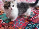 Missy - Munchkin Kitten For Sale - 