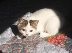 Charlie - British Shorthair Kitten For Sale - 