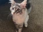 Pansy and posey - Maine Coon Kitten For Sale - Oshkosh&comma; WI&comma; US