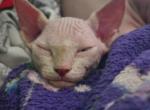 Milo - Sphynx Kitten For Sale - NY&comma; US