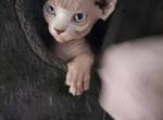Nala - Sphynx Kitten For Sale - NY&comma; US