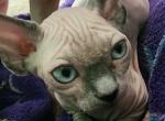 Linda - Bambino Kitten For Sale - NY&comma; US