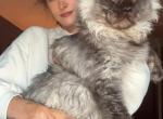 Huxley black smoke male - Maine Coon Cat For Sale - Riverside&comma; CA&comma; US
