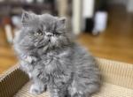 Raya - Persian Kitten For Sale - NJ&comma; US