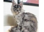 Fuchsia - Maine Coon Kitten For Sale - Chicago&comma; IL&comma; US