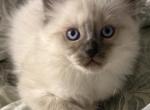 Buttercup and Lover Boy - Balinese Kitten For Sale - Minden&comma; NV&comma; US