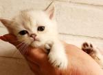 British Shorthair chinchilla kitten Alma - British Shorthair Kitten For Sale - 