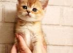 British Golden chinchilla kitten Ruby - British Shorthair Kitten For Sale - Newcastle&comma; WA&comma; US