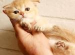 Scottish fold chinchilla kitten Carla - Scottish Fold Kitten For Sale - Newcastle&comma; WA&comma; US
