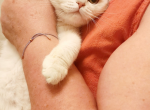 Scottish straight silver chinchilla kitten Nika - Scottish Straight Kitten For Sale - Newcastle&comma; WA&comma; US