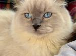 Asher - Ragdoll Kitten For Sale - Williamsport&comma; OH&comma; US