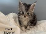 Samurai babies - Maine Coon Kitten For Sale - 