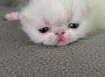 Exotic litter - Exotic Kitten For Sale - 