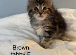Polydactyl maine coon - Maine Coon Kitten For Sale - Burlington&comma; VT&comma; US