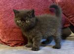 Bean - Exotic Kitten For Sale - Walpole&comma; MA&comma; US