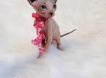 Missy - Sphynx Kitten For Sale - 