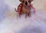 Lola - Sphynx Kitten For Sale - Pittsburgh&comma; PA&comma; US