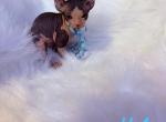Milo - Sphynx Cat For Sale - 