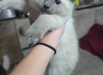 Skye Ragamese Blue Point - Siamese Kitten For Sale - Eau Claire&comma; WI&comma; US